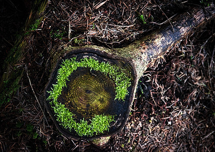 旧树桩上的绿色苔藓图片