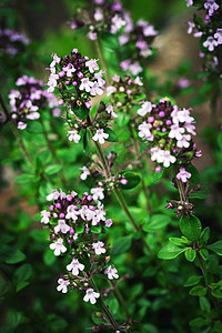 百香紫花图片