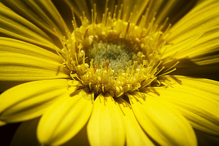 详细说明黄色花朵花瓣图片