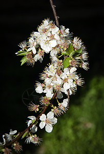 白樱花在树枝上图片