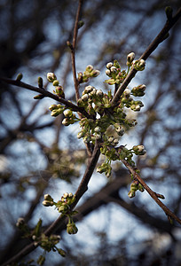 苹果树的树枝在开花前生芽图片