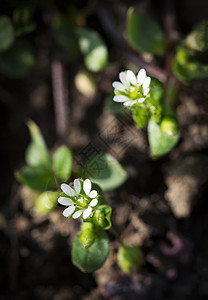 两朵小白花图片