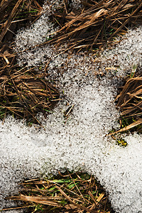 干草上融化的雪图片