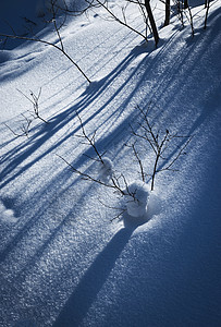 雪上长的阴影图片