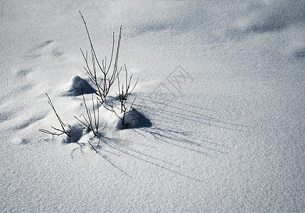雪中一群灌木丛背景图片