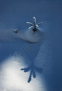雪上一棵小树的阴影图片
