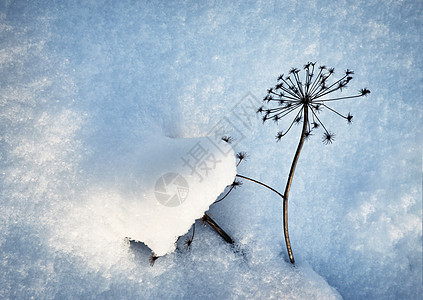 雪上冬季本底雪上干燥植物图片