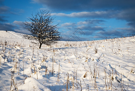 在雪地草原上孤单的灌木丛图片