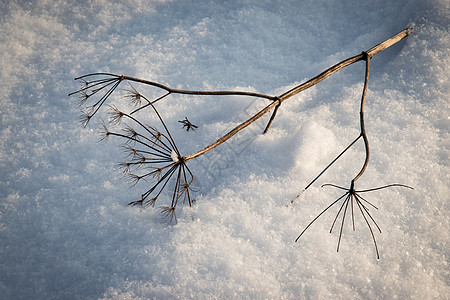 雪上掉落的干燥植物图片