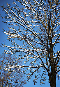 高山雪树图片