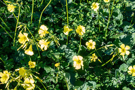 黄色花朵风景绿色花园花瓣植物草地叶子场地活力图片