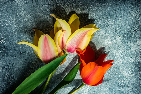 带有复制空间的混凝土背景图利普花朵礼物石头郁金香卡片花束宏观展示母亲花瓣植物群图片