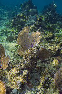 范珊瑚礁图片