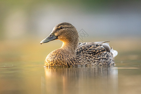 一只鸭子的肖像 在清洁湖水中反射 造成近岸水域的波纹动物荒野池塘野生动物公园绿色日落游泳环境羽毛图片