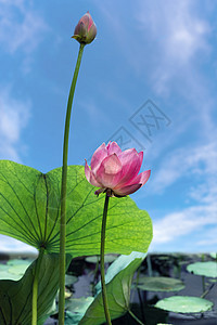 一朵粉红色莲花花 生长在池塘中 面对清蓝的天空图片