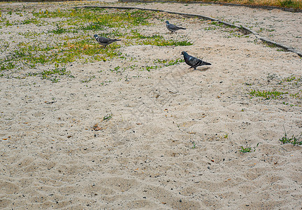 在沙地上行走和种植绿草的鸽子黑色海滩绿色荒野公园羽毛动物群翅膀灰色野生动物图片