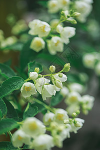 茉莉花在灌木丛中开花宏观脆弱性衬套风格花园香水装饰柔软度疗法香味图片