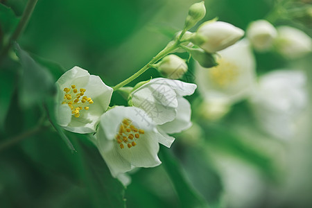 茉莉花在灌木丛中开花花束香味婚礼温泉草本植物宏观园艺柔软度衬套植物图片
