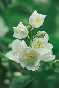 茉莉花在灌木丛中开花香水宏观花束芳香脆弱性疗法草本植物植物花瓣温泉图片