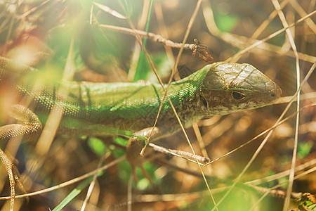 蜥蜴藏在草地里异国皮肤变色龙宏观捕食者动物恐龙花园爬虫身体图片
