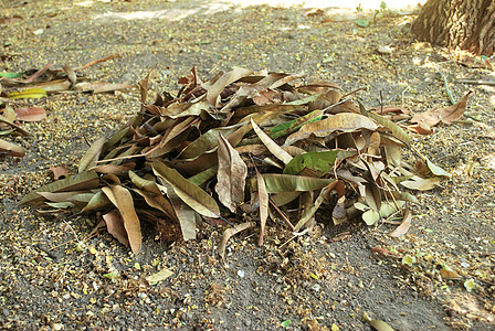 堆肥干树叶厨余叶子环境团体肥料回收地面植物生物花园图片