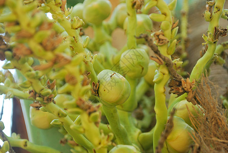 椰子花粉椰林出口农业植物饮食叶子牧场野生动物热带花园图片