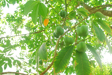 橡胶树种子生长乳胶园丁植物农田栽培环境农村松紧带农民图片