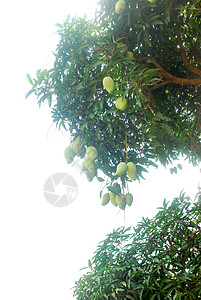芒果布丁芒果树花园种植者水果市场植物收成耕作树木栽培热带背景
