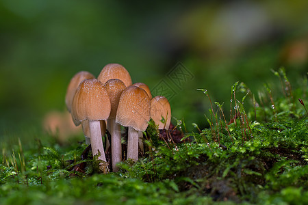 仙子墨水帽蘑菇 特端视图图片