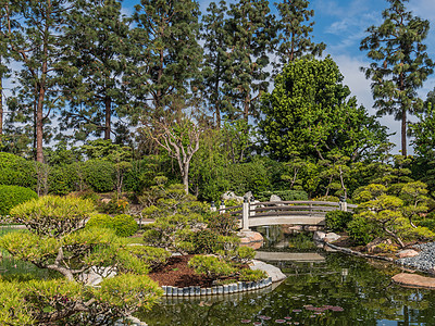 美国花园 公园桥 庞德厄尔伯恩斯 米勒日美花园 长滩树灌木图片