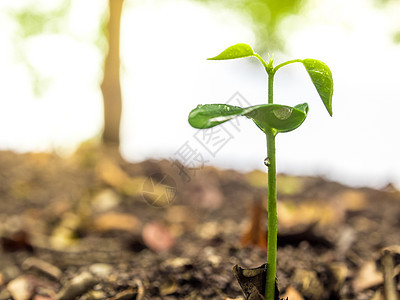 在森林中播种年青植物的树芽叶生长生活白色幼苗土壤绿色叶子森林生态图片