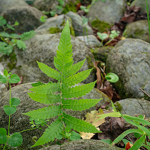 在森林背景的岩石上 新鲜的生叶植物农业公园环境生长花园绿色热带蕨类叶子植物群图片