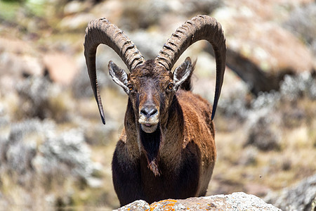 Simien山的埃塞俄比亚稀有Walia ibex鹿角成人野生动物国家旅行哺乳动物踪迹动物物种瓦列图片
