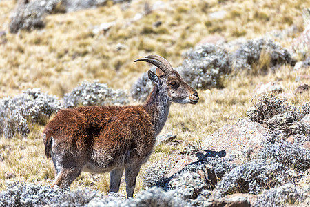 Simien山的埃塞俄比亚稀有Walia ibex踪迹鹿角男性情调高度瓦列动物栖息地山羊喇叭图片