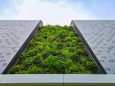 位于罗克拉夫市现代建筑墙前的美丽绿色花园 被埋在现代建筑墙前图片
