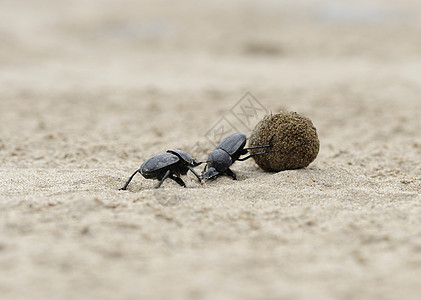 沙沙滩上带球的扁甲虫地面公园蜣螂森林鞘翅目粪便昆虫学滚动生物学野生动物图片