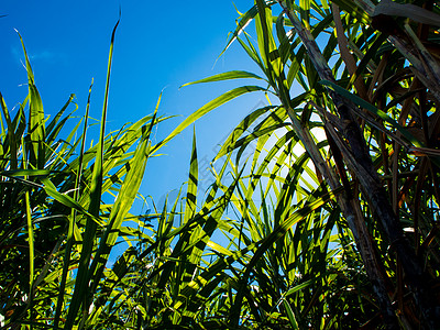 甘蔗农场上空的阳光和蓝天天空农村食物栽培植物太阳生长场地农业乡村图片