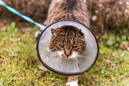 兽医用白色塑料锥体中的猫 叫做伊丽莎白电子领治疗情况手术伤害小猫猫科医院脖子设备伤口图片