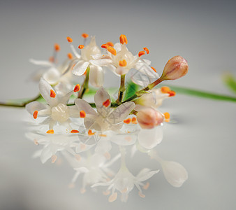 方济五洛鲁斯花朵香气生日花瓣植物水滴白花雌蕊花头礼物生物学图片