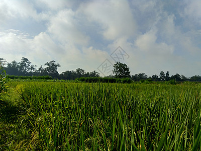 天然背景的美丽的大米田视图Name稻田旅行食物农场植物发芽工作天空农民场地图片
