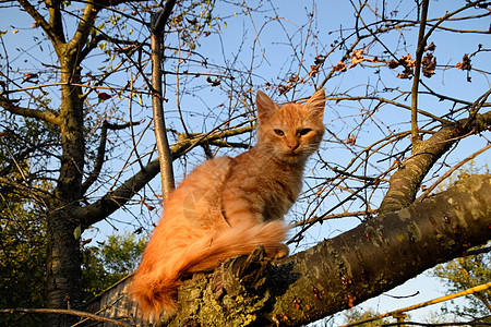 红猫在树上 猫玩耍爬树乐趣虎斑橙子动物苦恼蓝色宠物花园朋友婴儿图片