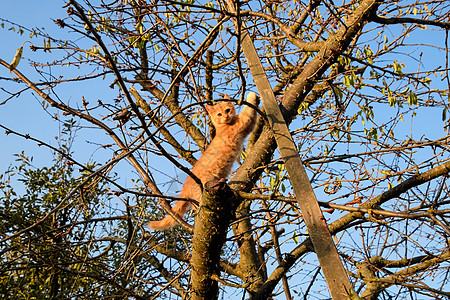 红猫在树上 猫玩耍爬树跑步动物宠物哺乳动物橙子房子公园草地双色婴儿图片