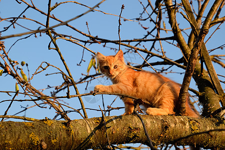红猫在树上 猫玩耍爬树花园情绪房子乐趣猫科动物院子草地森林公园图片
