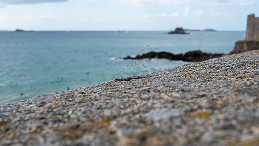 岩石上的小蜥蜴 背景是诺曼底海图片