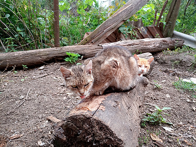 在院子里的土壤里有家猫 姜猫和小猫房子动物胡须说谎鼻孔哺乳动物日志猎人乡村舌头图片