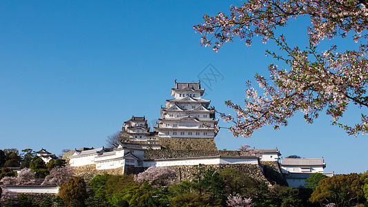 日语中的樱花 Hymeji 神户 日本图片