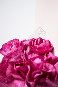 白色淡紫色背景上的粉色紫色康乃馨 粉红色的花朵 放置文本 母亲节 问候卡 婚礼当天 情人节海报礼物卡片优雅请柬母亲妈妈风格装饰展图片
