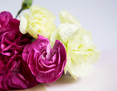 白色淡紫色背景上的粉色紫色康乃馨 粉红色的花朵 放置文本 母亲节 问候卡 婚礼当天 情人节风格装饰优雅丝带海报礼物卡片细节请柬展图片