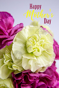 白色淡紫色背景上的粉色紫色和黄色绿色康乃馨 粉红色的花朵 放置文本 母亲节 问候卡 婚礼当天 情人节卡片海报幸福请柬礼物展示细节图片