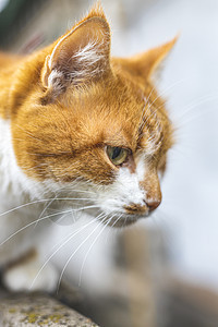 看见威胁的猫在准备跳跃 猫的情绪白色灰色橙子虎斑草地农场毛皮鼻子动物栅栏图片